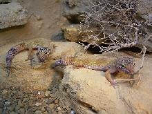 e.macularius