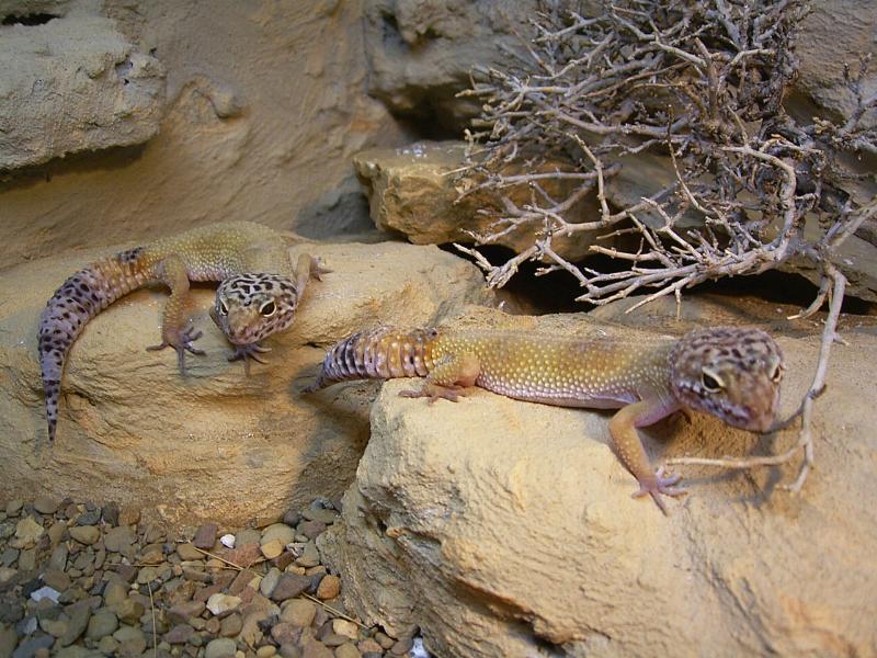 e.macularius