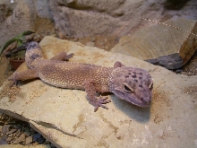 hypo male