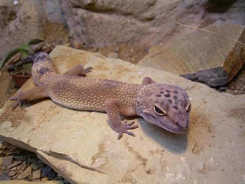 hypo male