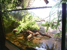 Palu2