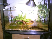 Paludarium