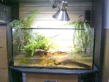 Paludarium2