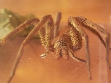 Spinne