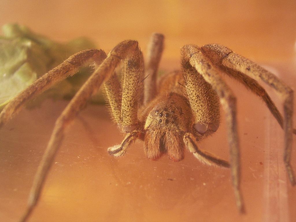 Spinne
