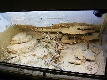 terrarium