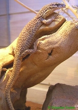 young v. acanthurus