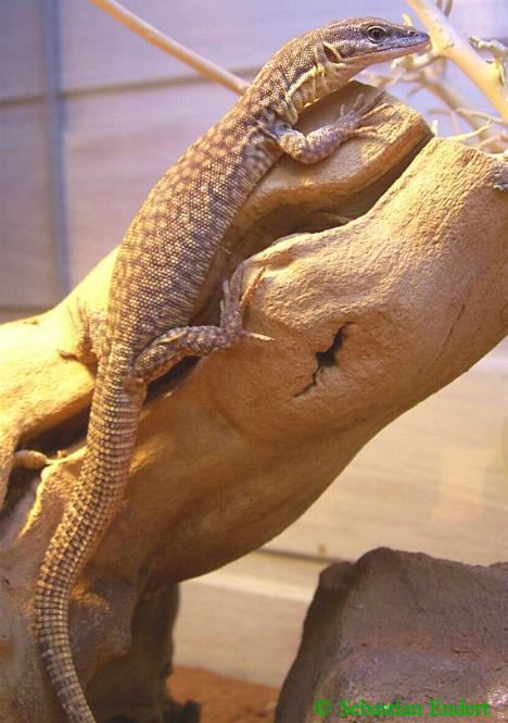 young v. acanthurus