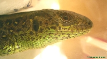 lacerta agilis
