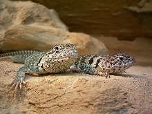 my collared lizards