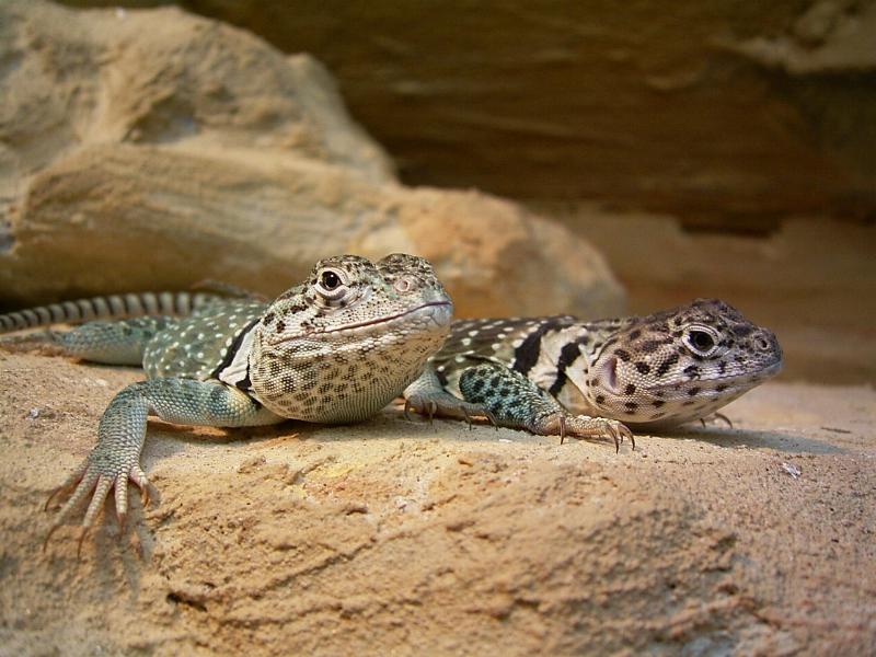 my collared lizards