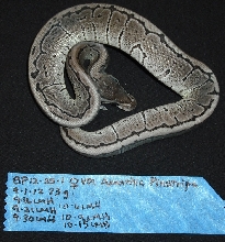 Axanthic Pinstripe - Female