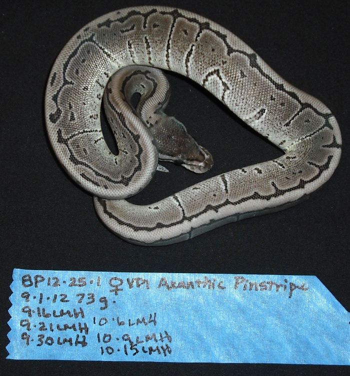 Axanthic Pinstripe - Female