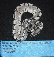 Axanthic Spider - Female