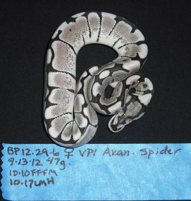 Axanthic Spider - Female