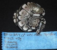 Axanthic Spider - Male