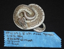 Axanthic Spinner - Female