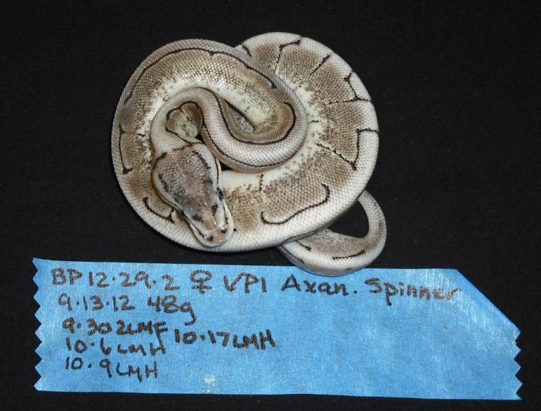 Axanthic Spinner - Female