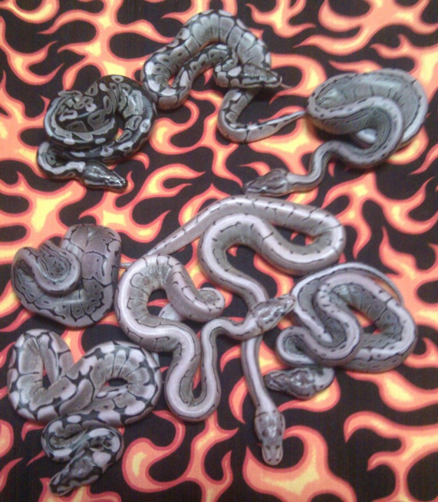 VPI Axanthic Spinner/Spider/Pinstripe