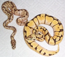 BumbleBee Ball Python & Spider Mojave