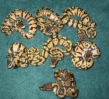 Pastel Balls 2005 Clutch 4