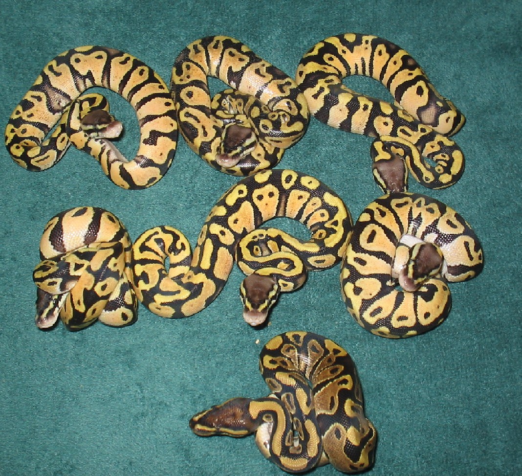 Pastel Balls 2005 Clutch 4