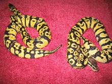 Pastel Ball Pythons