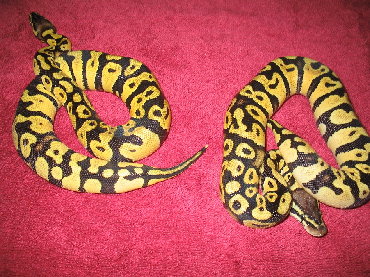 Pastel Ball Pythons