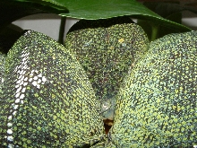 Amazon Basin Emerald