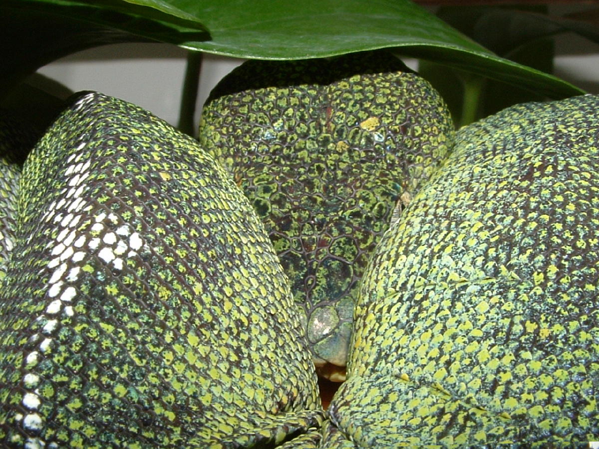 Amazon Basin Emerald