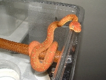 Patternless Emerald