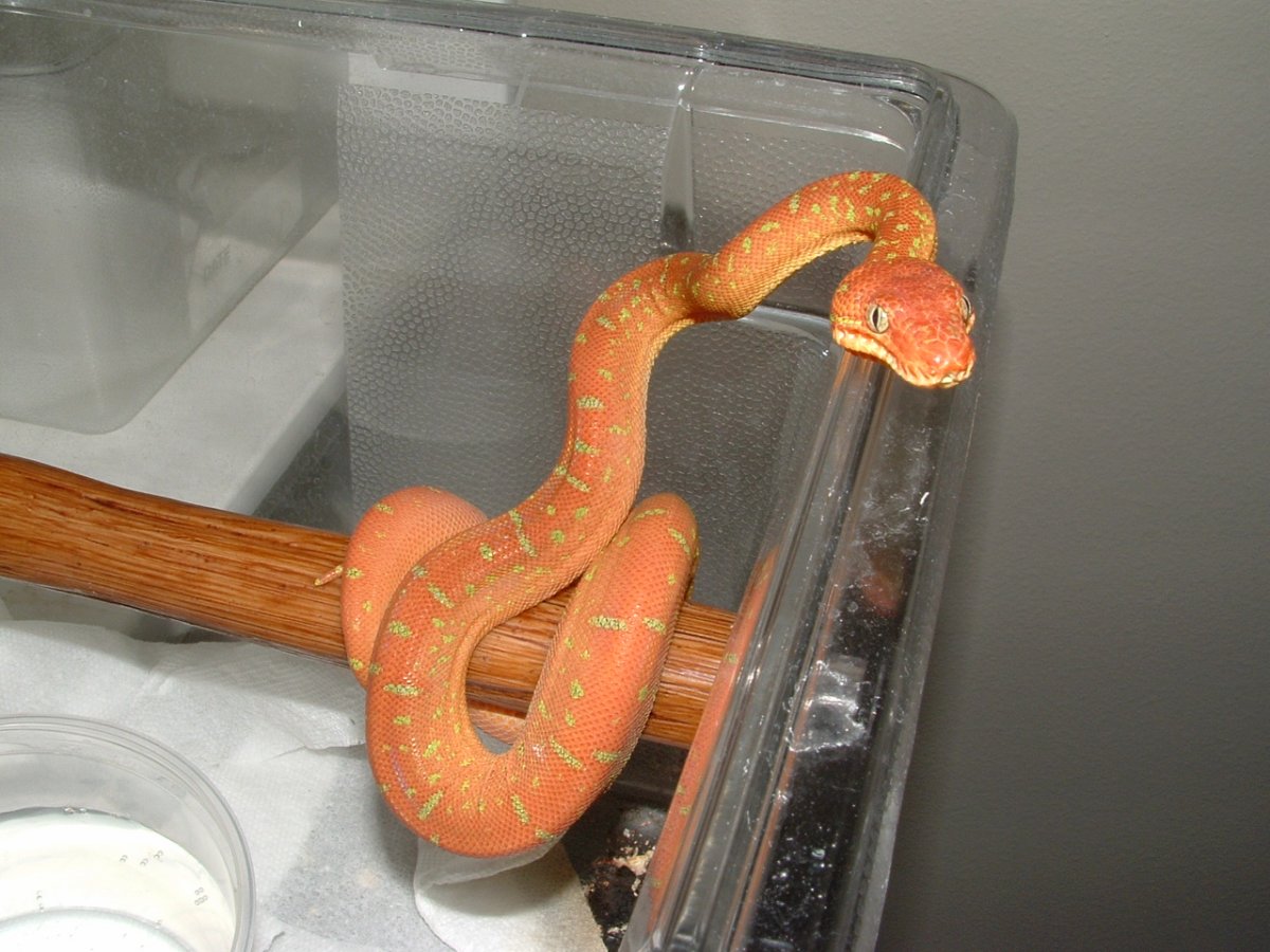 Patternless Emerald