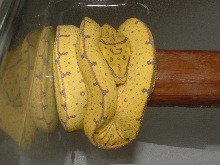 Jayapura X PNG from signal herps