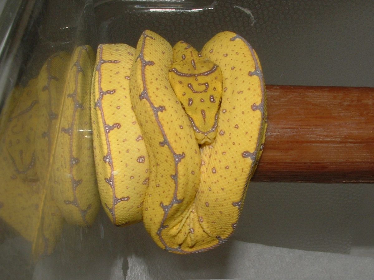Jayapura X PNG from signal herps