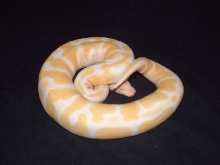 albino ball