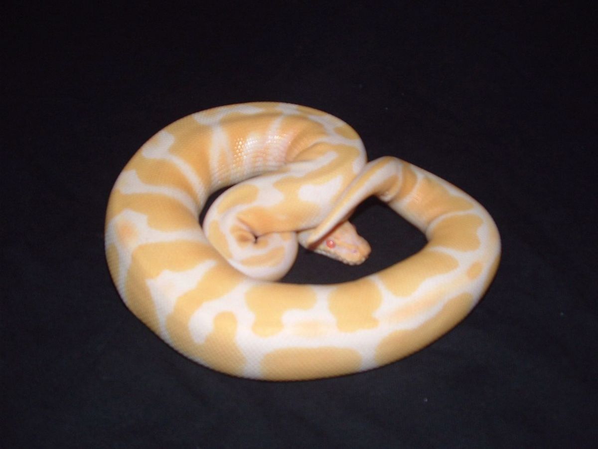 albino ball