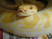 burm