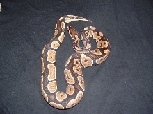 het. albino