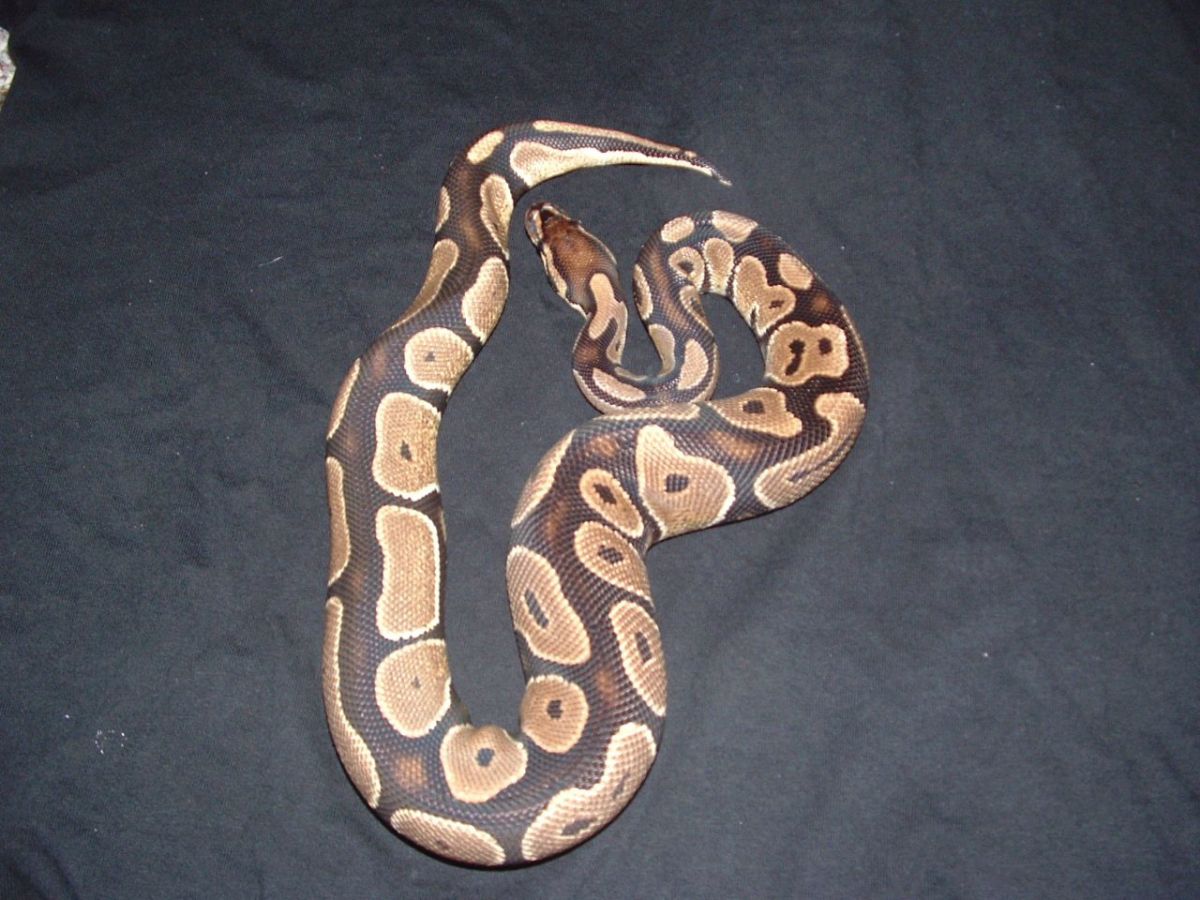 het. albino