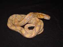 Albino Retic