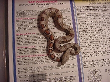 New born boa