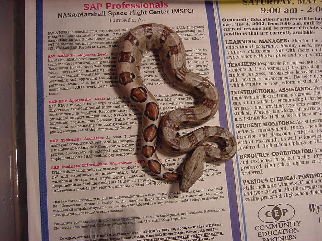 New born boa