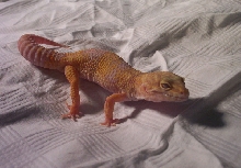 Raine on my bed
