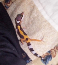 Baby Ron!
