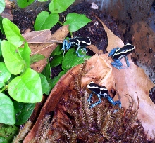 powder blue froglets!