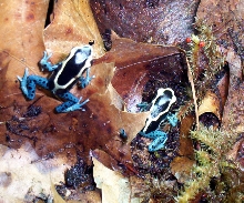 powder blue froglets 2