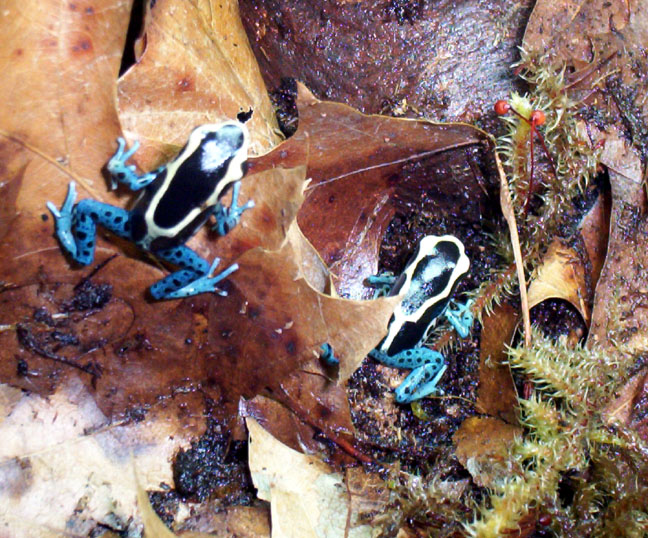 powder blue froglets 2