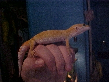 Vandal's first pic