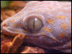 tokay eye