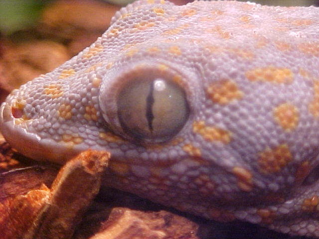 tokay eye
